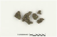 藏品(小葉蘚科)的圖片